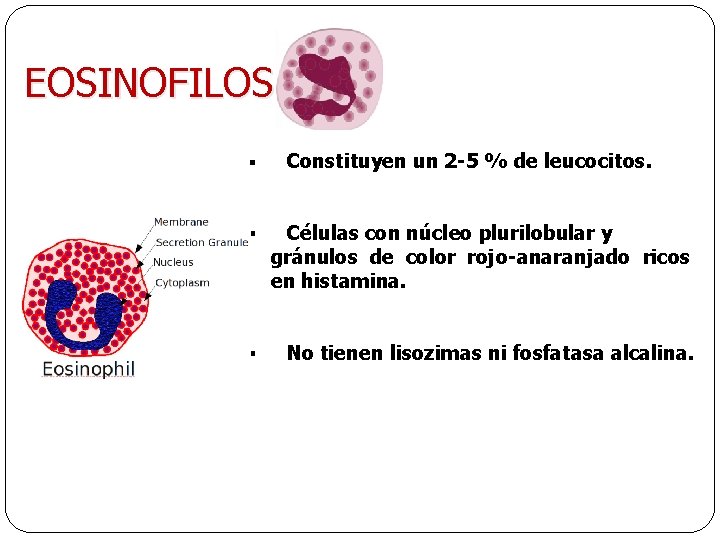 EOSINOFILOS § Constituyen un 2 -5 % de leucocitos. § Células con núcleo plurilobular