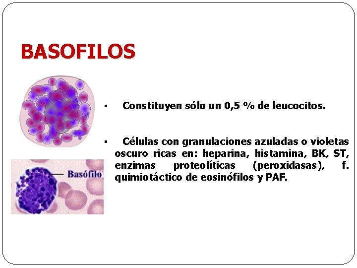 BASOFILOS § § Constituyen sólo un 0, 5 % de leucocitos. Células con granulaciones