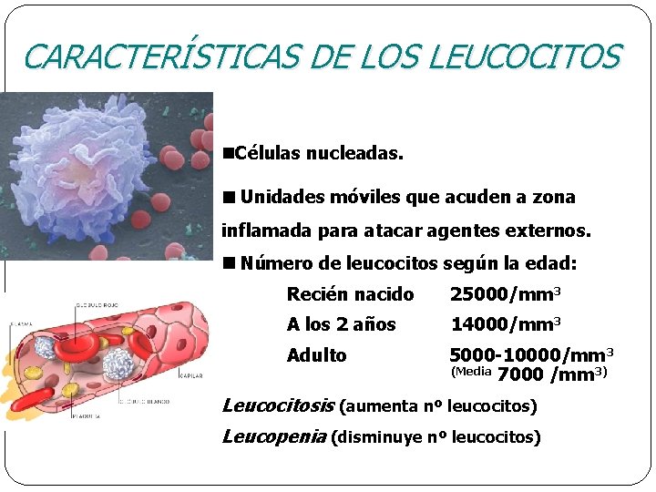 CARACTERÍSTICAS DE LOS LEUCOCITOS Células nucleadas. Unidades móviles que acuden a zona inflamada para