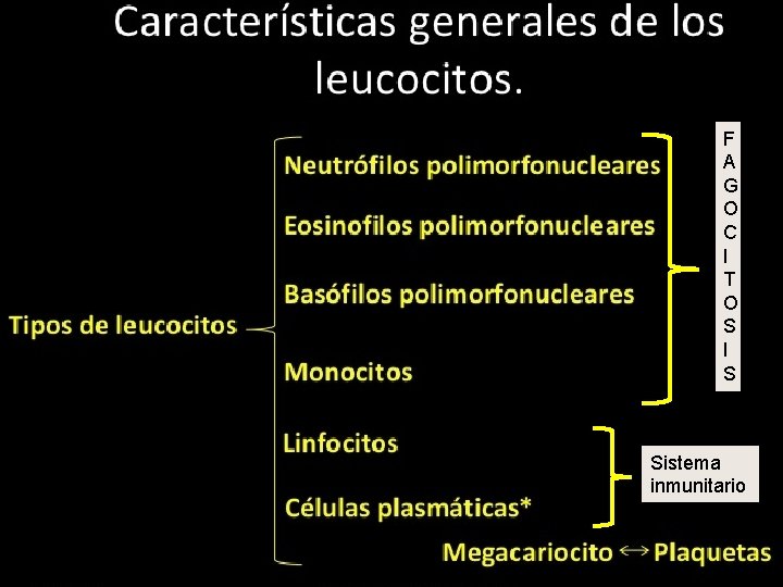 F A G O C I T O S I S Sistema inmunitario 