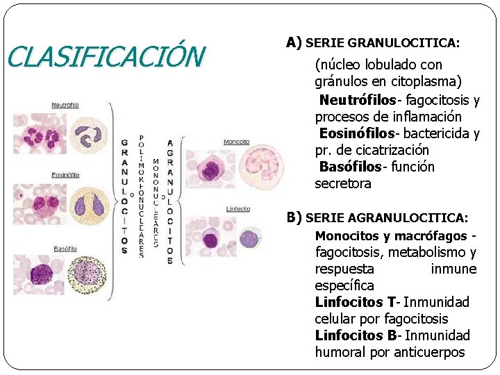 CLASIFICACIÓN A) SERIE GRANULOCITICA: (núcleo lobulado con gránulos en citoplasma) Neutrófilos- fagocitosis y procesos