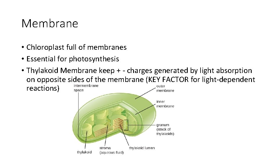 Membrane • Chloroplast full of membranes • Essential for photosynthesis • Thylakoid Membrane keep