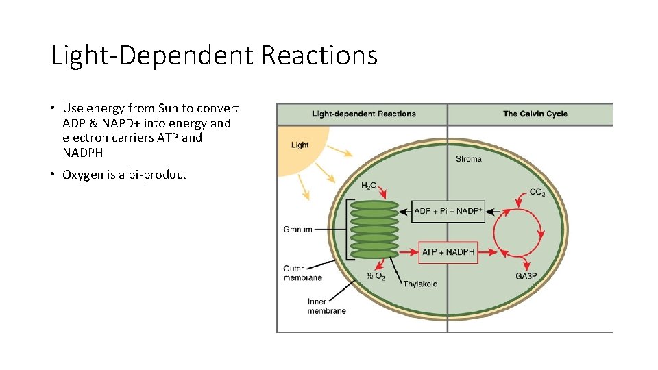 Light-Dependent Reactions • Use energy from Sun to convert ADP & NAPD+ into energy