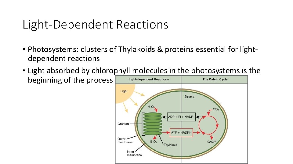 Light-Dependent Reactions • Photosystems: clusters of Thylakoids & proteins essential for lightdependent reactions •