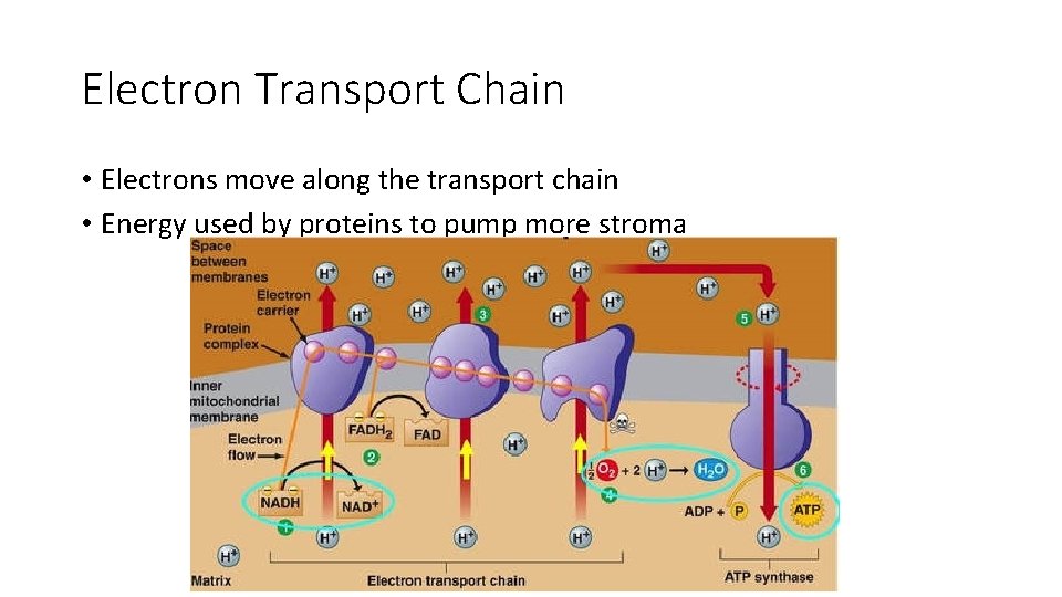 Electron Transport Chain • Electrons move along the transport chain • Energy used by