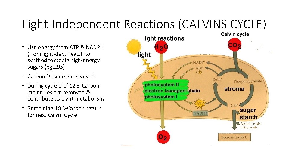 Light-Independent Reactions (CALVINS CYCLE) • Use energy from ATP & NADPH (from light-dep. Reac.