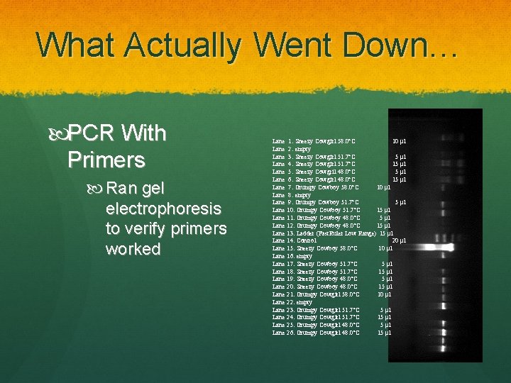 What Actually Went Down… PCR With Primers Ran gel electrophoresis to verify primers worked