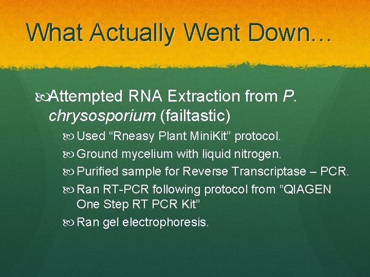 What Actually Went Down… Attempted RNA Extraction from P. chrysosporium (failtastic) Used “Rneasy Plant