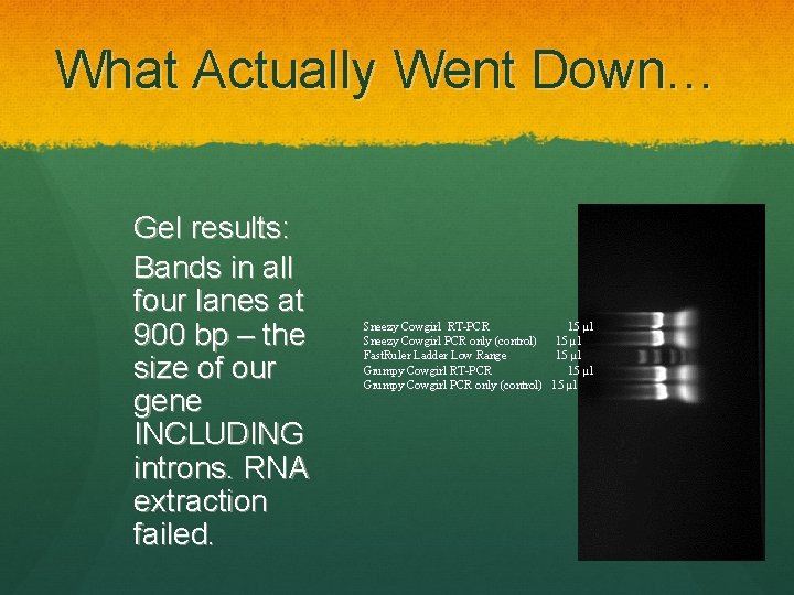 What Actually Went Down… Gel results: Bands in all four lanes at 900 bp