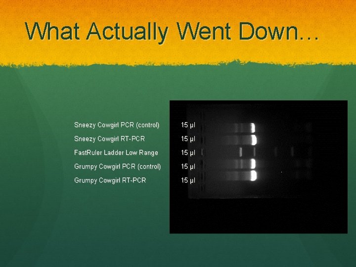 What Actually Went Down… Sneezy Cowgirl PCR (control) 15 µl Sneezy Cowgirl RT-PCR 15
