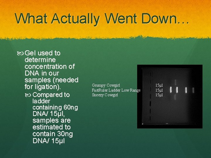 What Actually Went Down… Gel used to determine concentration of DNA in our samples