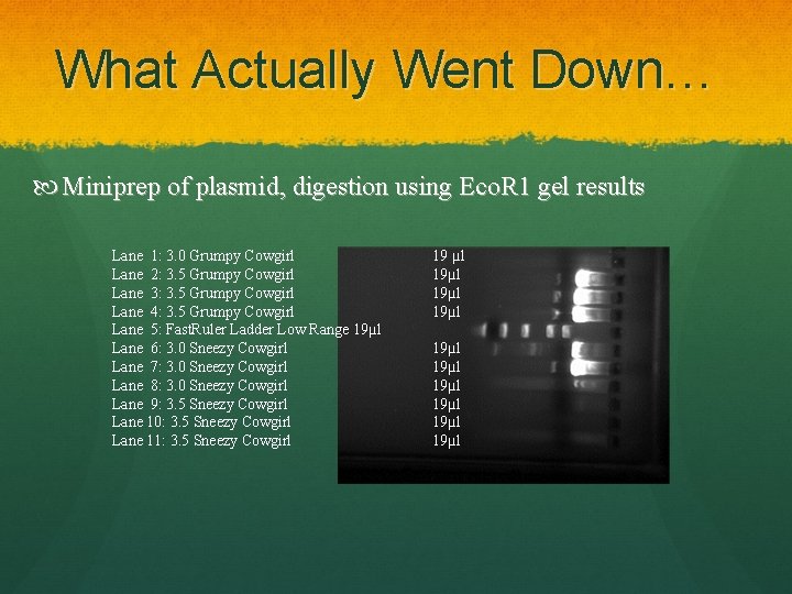 What Actually Went Down… Miniprep of plasmid, digestion using Eco. R 1 gel results