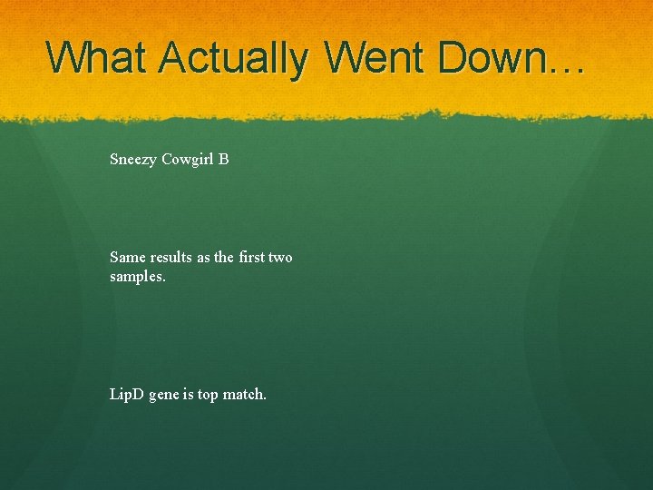 What Actually Went Down… Sneezy Cowgirl B Same results as the first two samples.