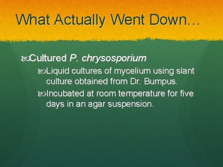 What Actually Went Down… Cultured P. chrysosporium Liquid cultures of mycelium using slant culture