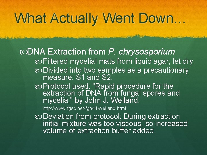 What Actually Went Down… DNA Extraction from P. chrysosporium Filtered mycelial mats from liquid