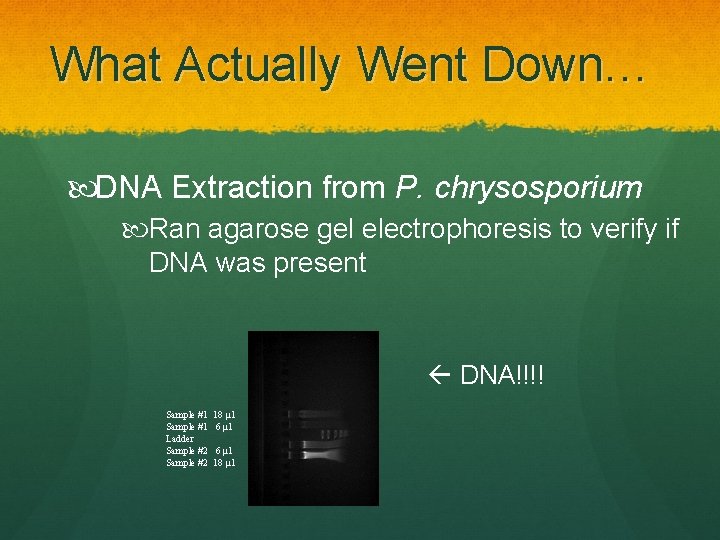 What Actually Went Down… DNA Extraction from P. chrysosporium Ran agarose gel electrophoresis to