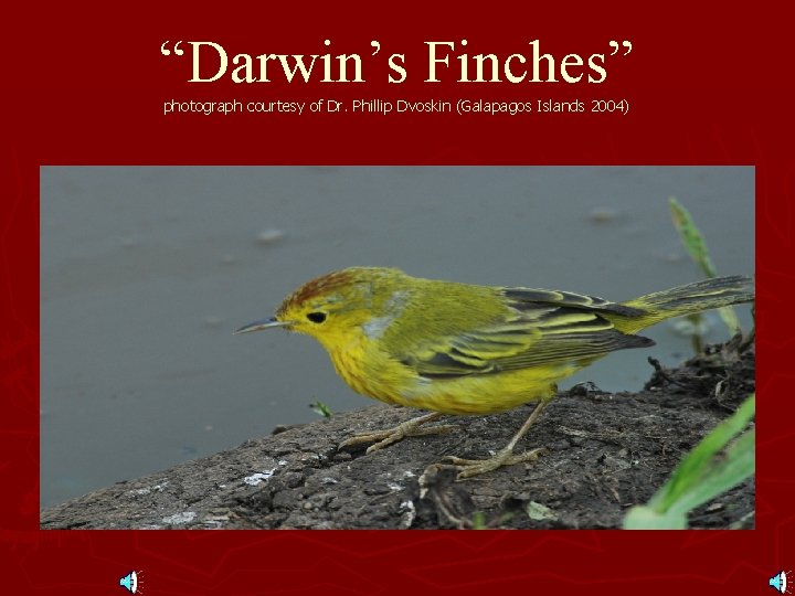 “Darwin’s Finches” photograph courtesy of Dr. Phillip Dvoskin (Galapagos Islands 2004) 