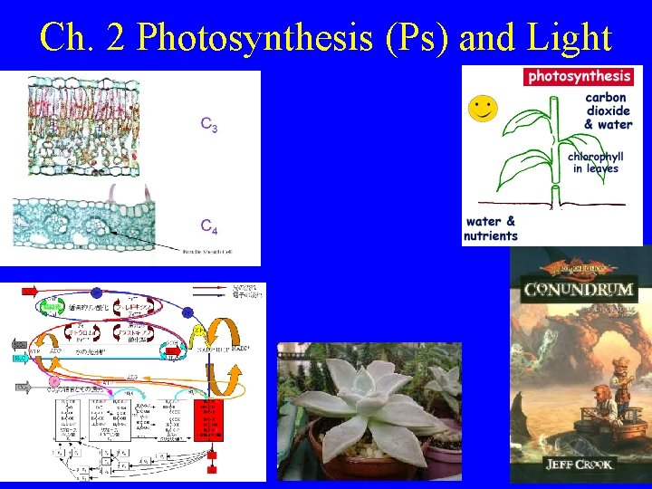 Ch. 2 Photosynthesis (Ps) and Light 