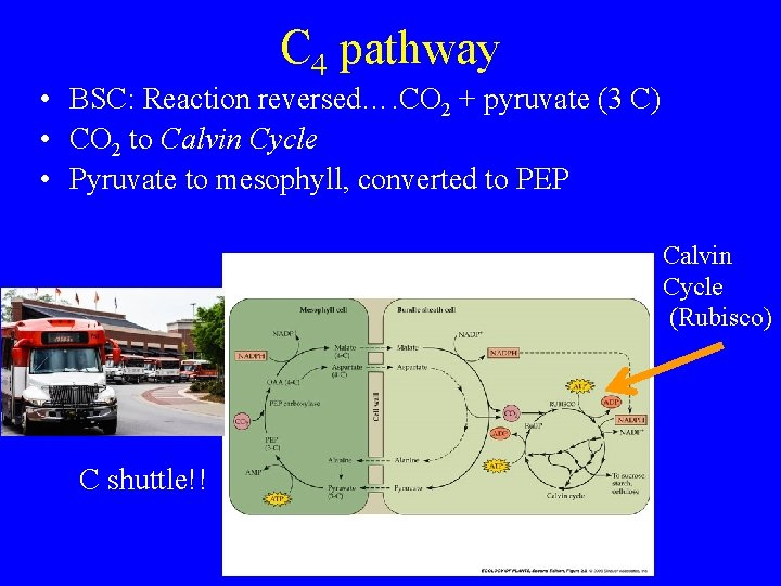 C 4 pathway • BSC: Reaction reversed…. CO 2 + pyruvate (3 C) •