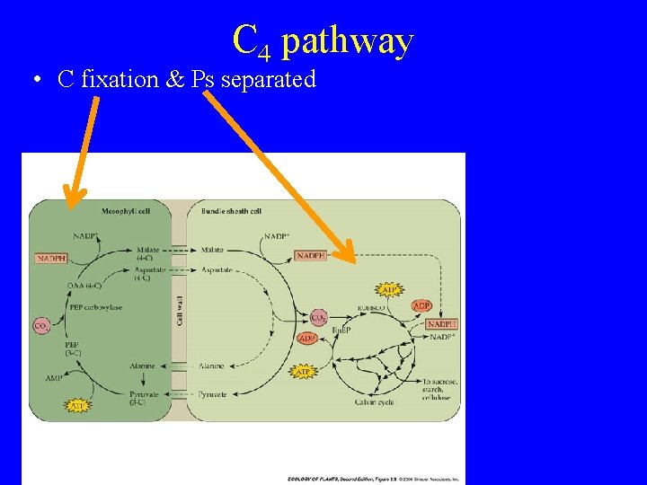 C 4 pathway • C fixation & Ps separated 