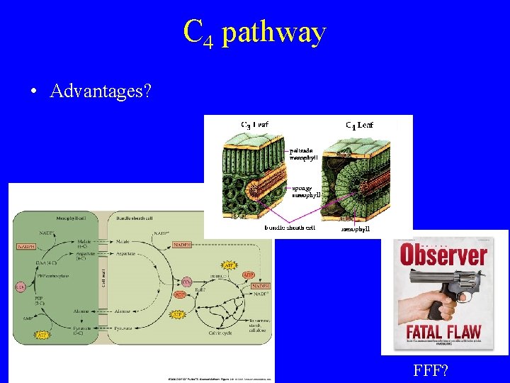 C 4 pathway • Advantages? FFF? 