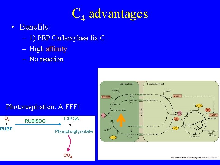  • Benefits: C 4 advantages – 1) PEP Carboxylase fix C – High