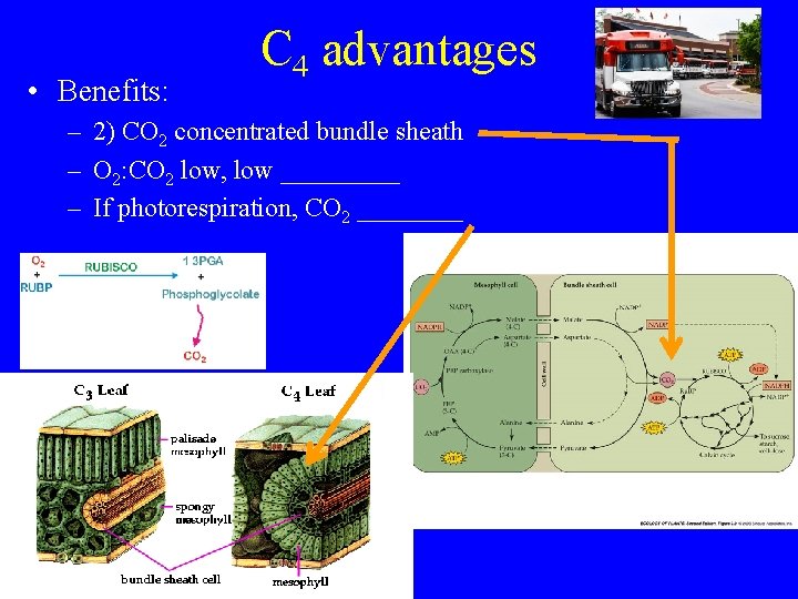  • Benefits: C 4 advantages – 2) CO 2 concentrated bundle sheath –