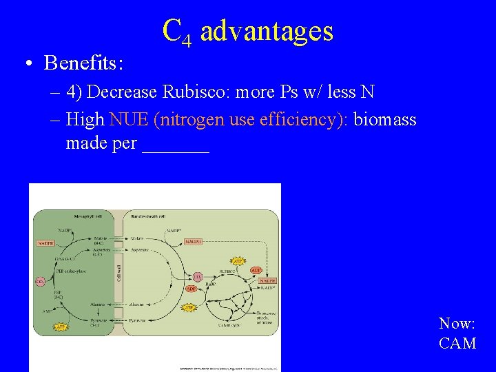  • Benefits: C 4 advantages – 4) Decrease Rubisco: more Ps w/ less