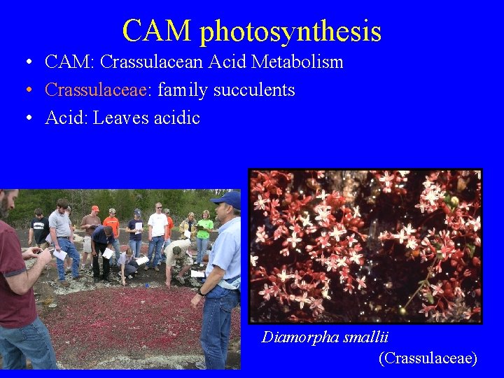 CAM photosynthesis • CAM: Crassulacean Acid Metabolism • Crassulaceae: family succulents • Acid: Leaves