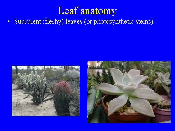 Leaf anatomy • Succulent (fleshy) leaves (or photosynthetic stems) 