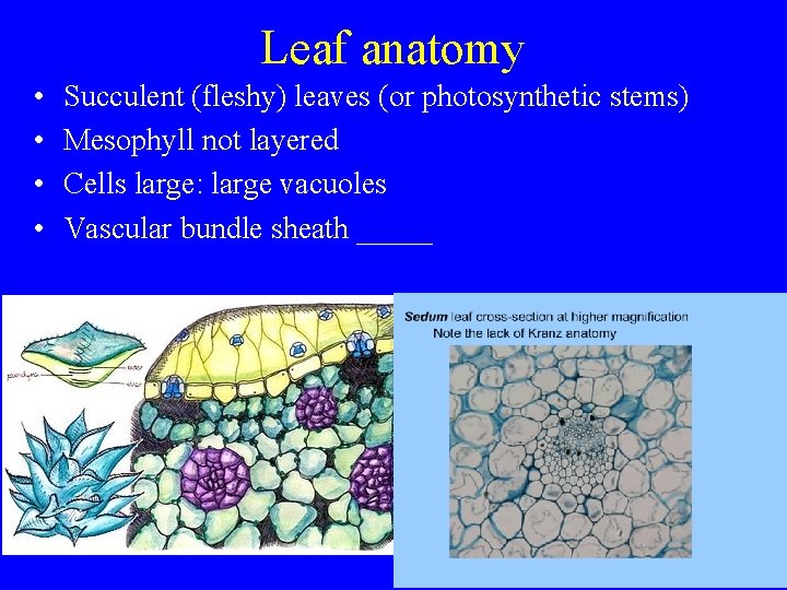 Leaf anatomy • • Succulent (fleshy) leaves (or photosynthetic stems) Mesophyll not layered Cells