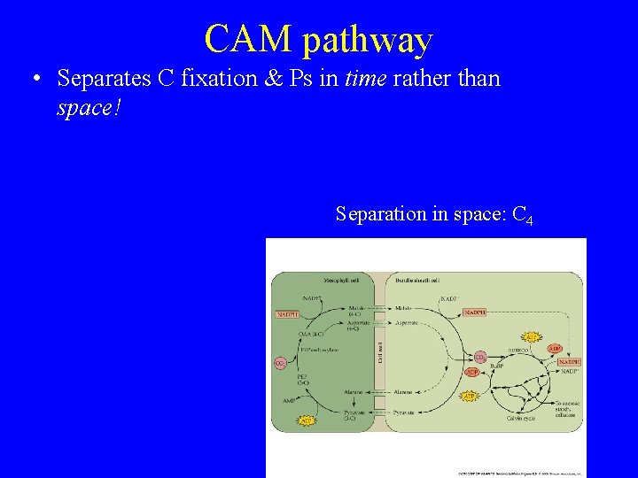 CAM pathway • Separates C fixation & Ps in time rather than space! Separation