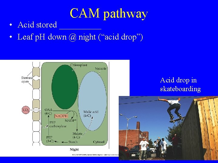 CAM pathway • Acid stored _____ • Leaf p. H down @ night (“acid