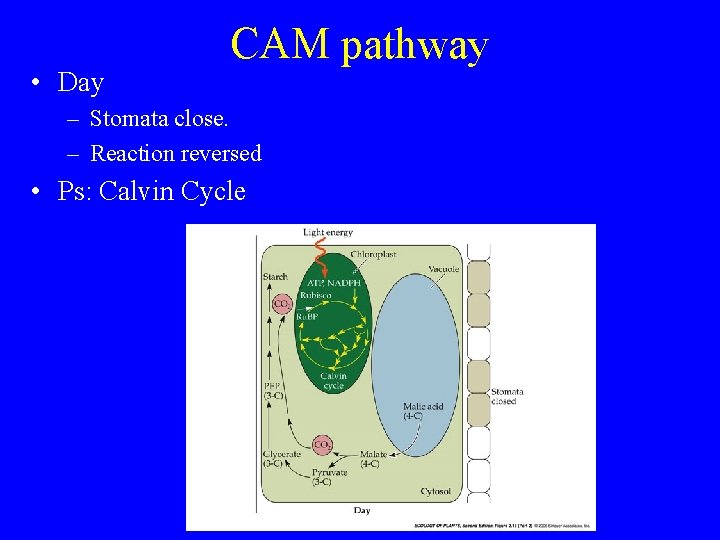  • Day CAM pathway – Stomata close. – Reaction reversed • Ps: Calvin