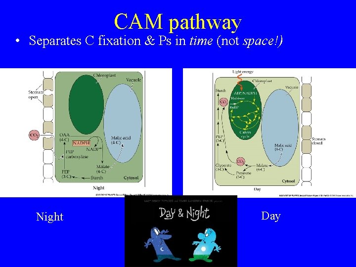 CAM pathway • Separates C fixation & Ps in time (not space!) Night Day