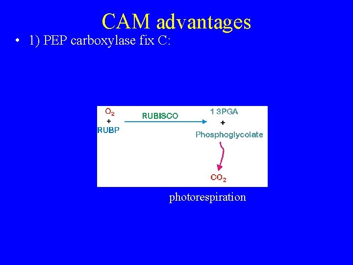 CAM advantages • 1) PEP carboxylase fix C: photorespiration 