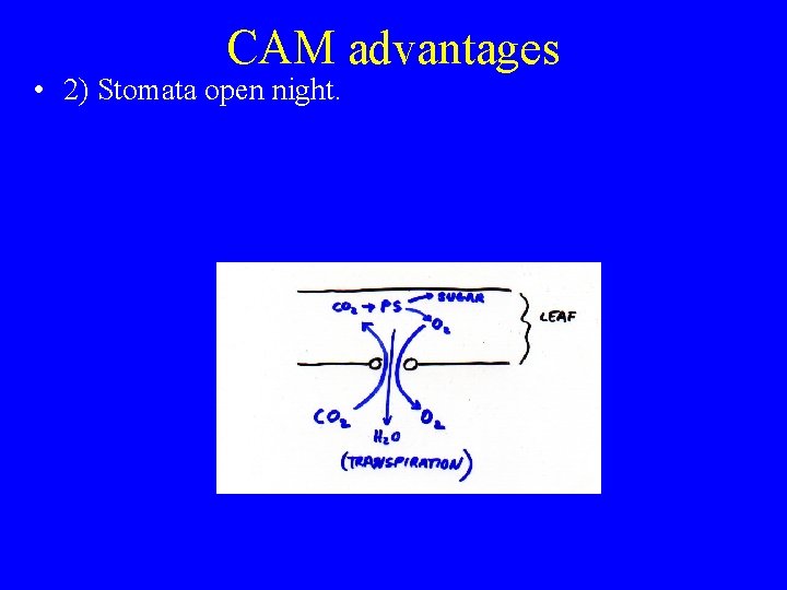 CAM advantages • 2) Stomata open night. 