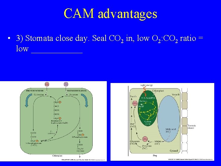 CAM advantages • 3) Stomata close day. Seal CO 2 in, low O 2: