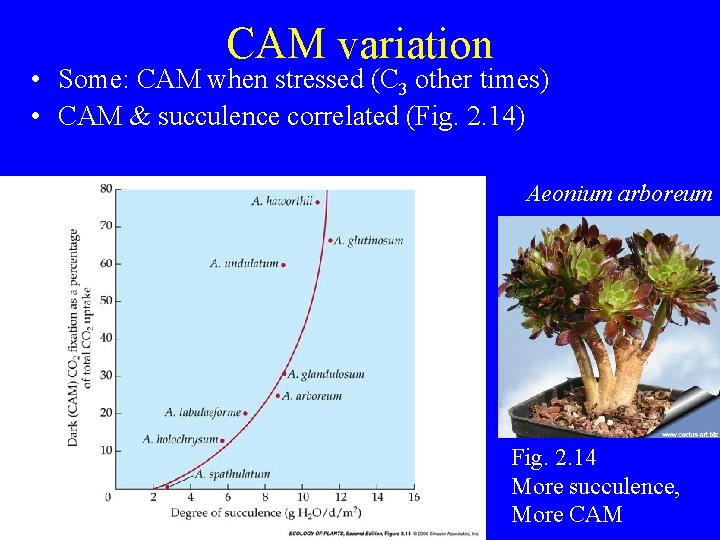 CAM variation • Some: CAM when stressed (C 3 other times) • CAM &