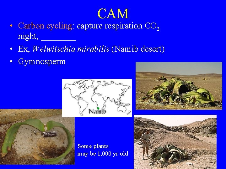 CAM • Carbon cycling: capture respiration CO 2 night, ____ • Ex, Welwitschia mirabilis