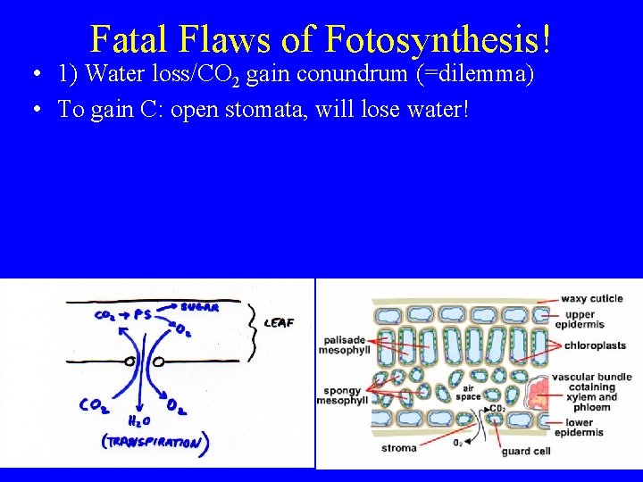 Fatal Flaws of Fotosynthesis! • 1) Water loss/CO 2 gain conundrum (=dilemma) • To