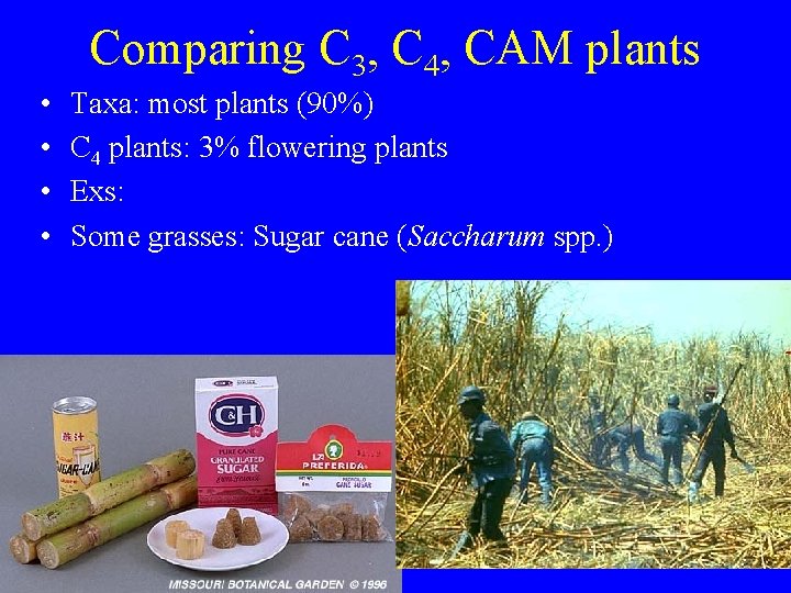 Comparing C 3, C 4, CAM plants • • Taxa: most plants (90%) C