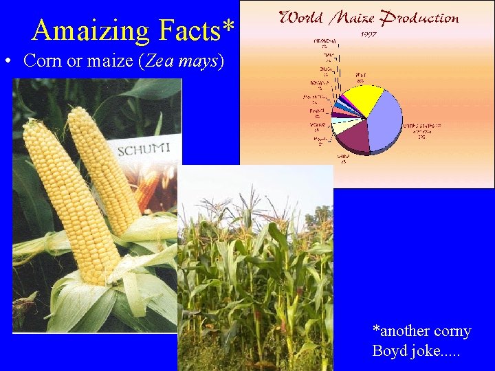 Amaizing Facts* • Corn or maize (Zea mays) *another corny Boyd joke. . .