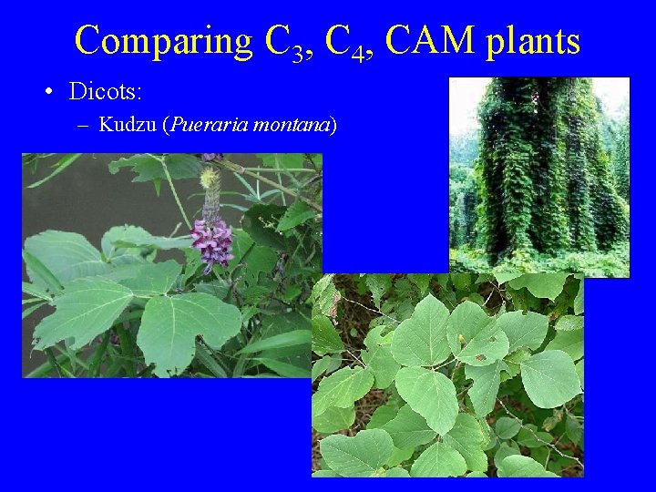 Comparing C 3, C 4, CAM plants • Dicots: – Kudzu (Pueraria montana) 