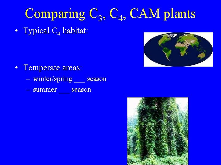 Comparing C 3, C 4, CAM plants • Typical C 4 habitat: • Temperate