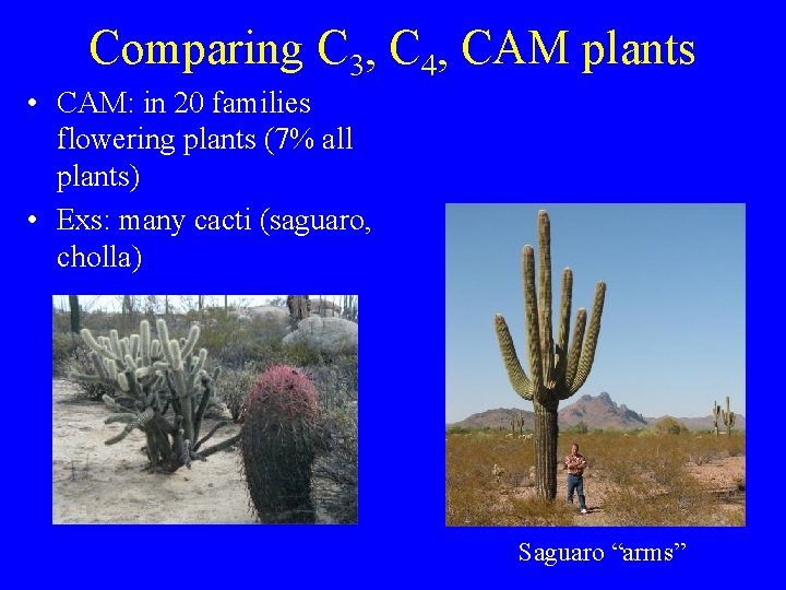 Comparing C 3, C 4, CAM plants • CAM: in 20 families flowering plants