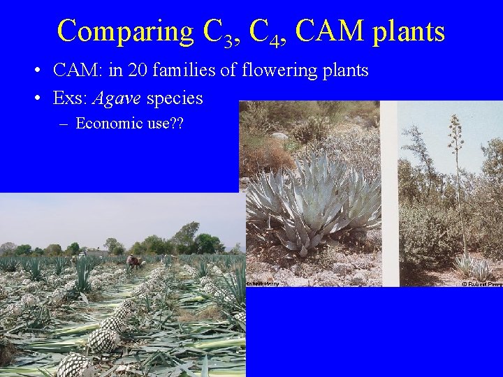 Comparing C 3, C 4, CAM plants • CAM: in 20 families of flowering