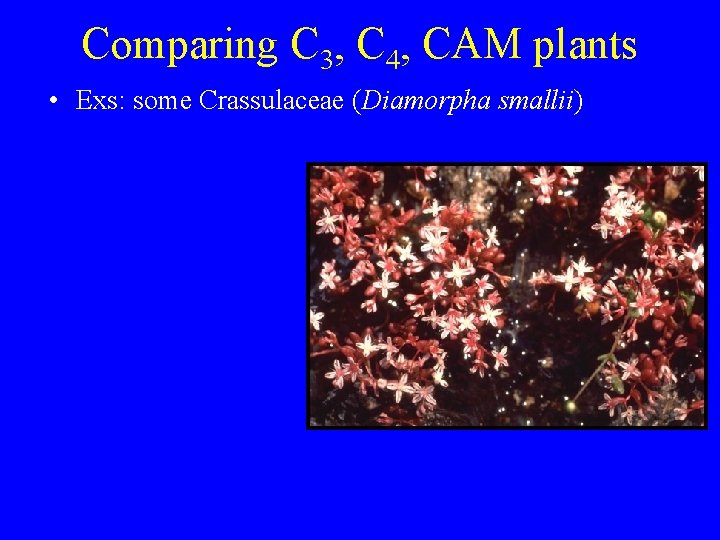 Comparing C 3, C 4, CAM plants • Exs: some Crassulaceae (Diamorpha smallii) 