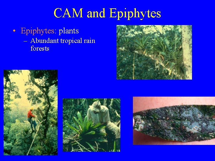 CAM and Epiphytes • Epiphytes: plants – Abundant tropical rain forests 