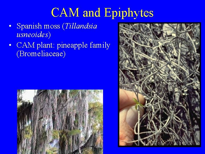 CAM and Epiphytes • Spanish moss (Tillandsia usneoides) • CAM plant: pineapple family (Bromeliaceae)